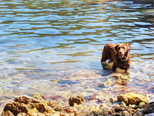 A brown labrador dog stands in shallow water, enjoying the coolness while surrounded by rugged rocks and lush greenery under a clear blue sky. Beach for dogs on Majorca