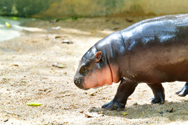 istock Pygmy hippo in Khao Kheow Open Zoo , Chonburi Thailand 2178341552