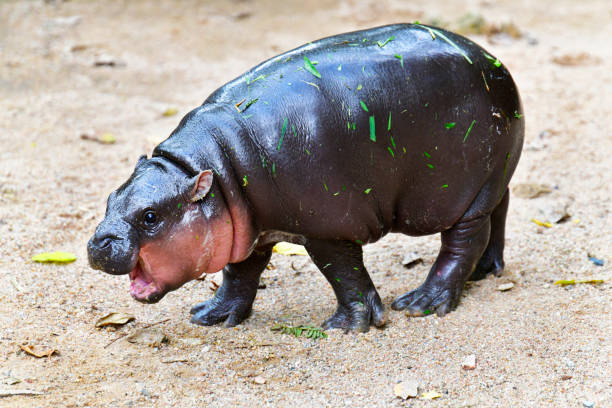 istock Pygmy hippo in Khao Kheow Open Zoo , Chonburi Thailand 2178341570