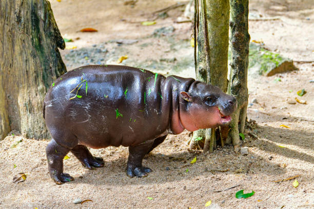 istock Pygmy hippo in Khao Kheow Open Zoo , Chonburi Thailand 2178341586