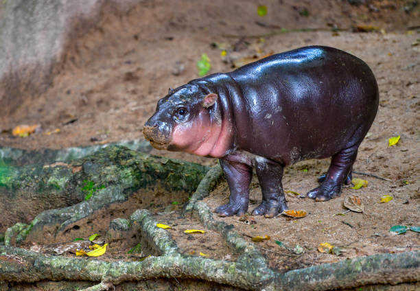 istock Pygmy hippo in Khao Kheow Open Zoo , Chonburi Thailand 2178341597
