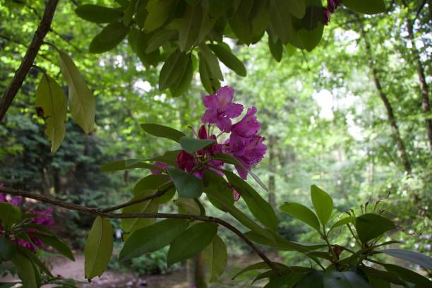 istock The purple flower in the green 2178341624