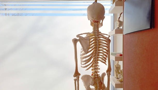 istock Anatomical skeleton model in bright medical office 2178342260