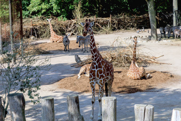 Group of giraffes in a nature park