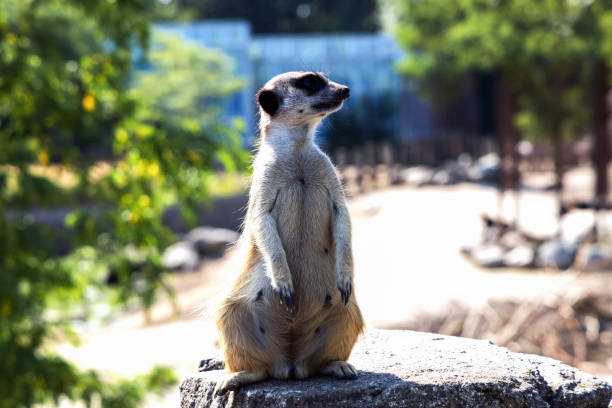 portrait of meerkat or suricate or meercat