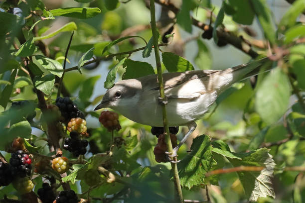 istock Lesser Whitethroat - Babillard fauvette (Curruca curruca). 2178345124