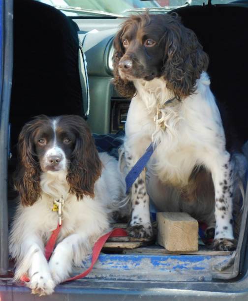 istock Springer spaniels waiting in a car, watching passers by 2178349848