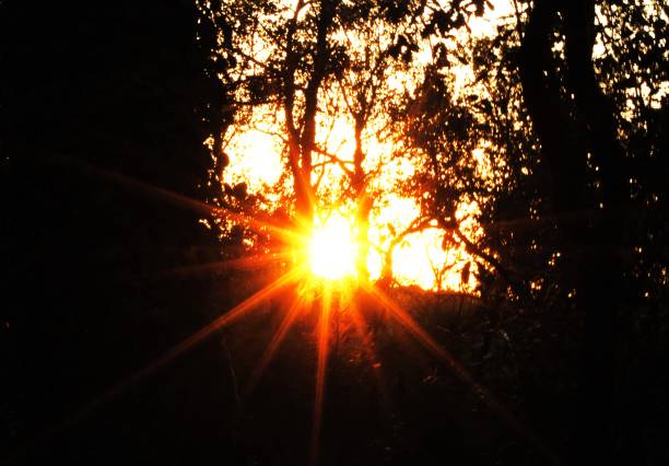 Destello de sol atraviesa el bosque