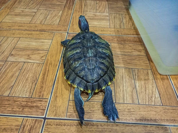 istock A cute red-eared turtle lies on a tile, under which there is a heating system like underfloor heating, and rests, warming itself, stretching its paws lengthwise. Relaxed calm state of pets. Rear view 2178354450