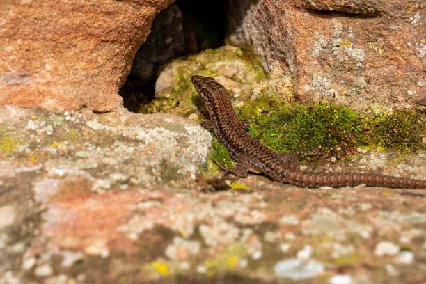 istock A brown lizard is basking in the sun on a rock near a cave opening 2178354661