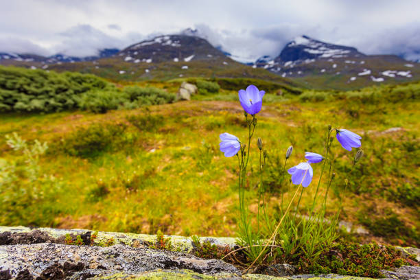 istock Violet flowers in mountains. Spring or summer time. 2178355292