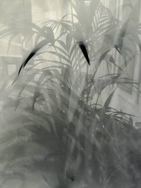 istock Blurred green palm leaves on off white background 2178355309