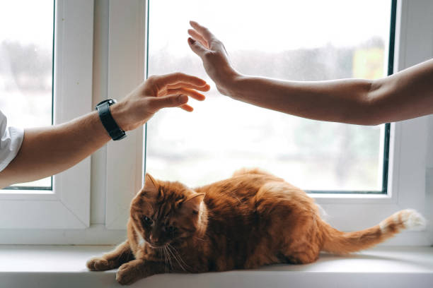 istock Woman and man hands touching each other above ginger cat 2178355516