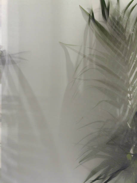 istock Blurred green palm leaves on off white background 2178355587