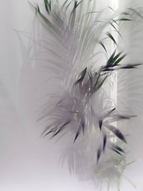 istock Blurred green palm leaves on off white background 2178355591