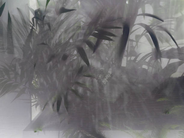 istock Blurred green palm leaves on off white background 2178356601