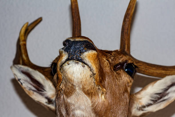 istock Stuffed deer on the wall of the house 2178358434