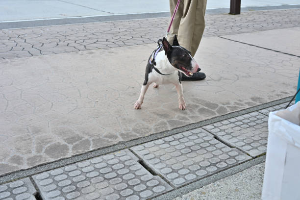 istock Dog on a walk Black and white dog 2178358758