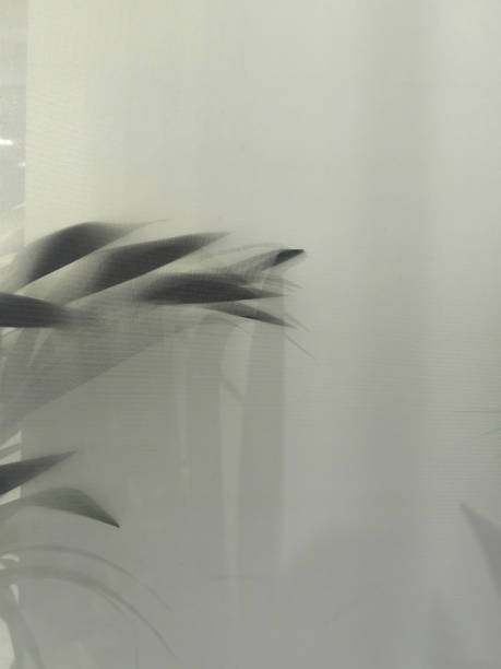 istock Blurred green palm leaves on off white background 2178359308