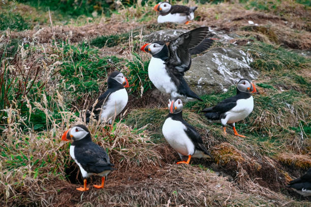 istock Puffin in Scotland 2178359818
