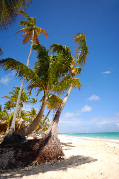 istock Exotic beach with white sand and palms 2178360297