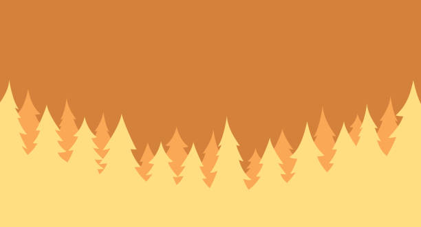 Forest evergreen pine tree wilderness wild landscape background.