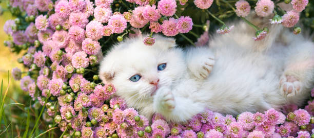 istock Cute little white Scottish fold kitten sitting in the flowers. Horizontal banner 2178363140