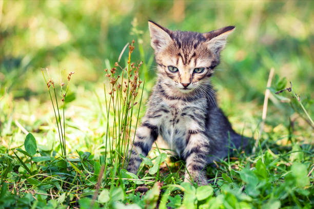 istock Little kitten walks on the grass in the summer garden 2178363236