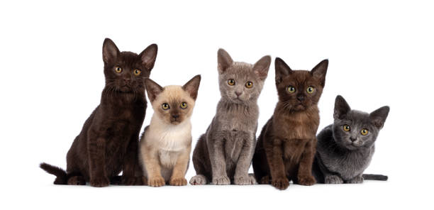 istock Burmese cat kittens on white background 2178364428
