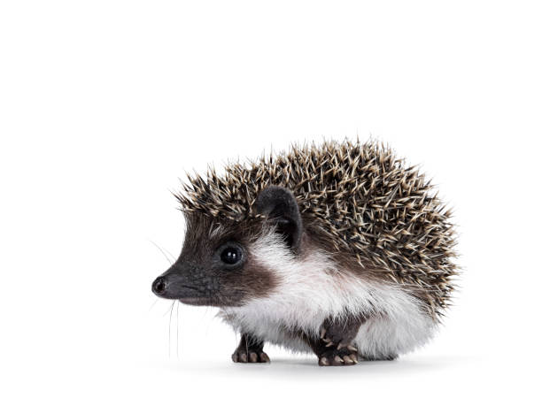 istock Hedgehog baby on white background 2178364475