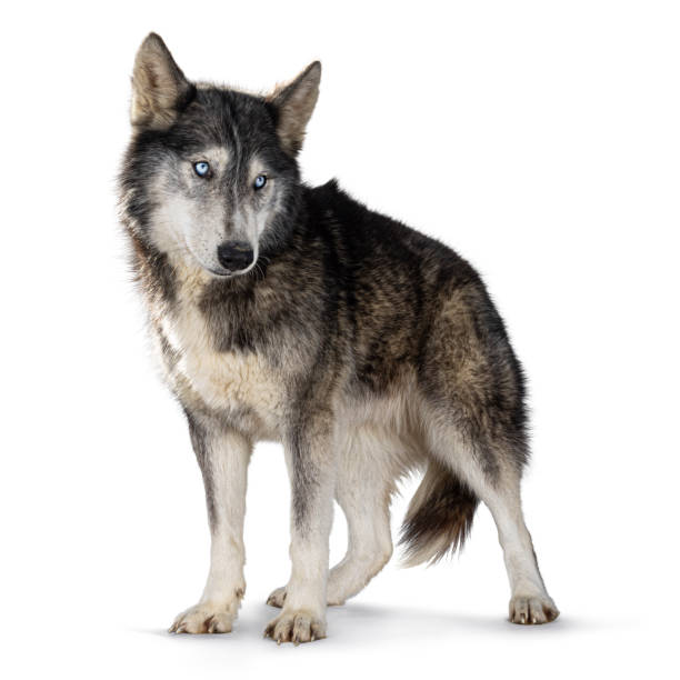 istock American Wolfdog on white background 2178365269