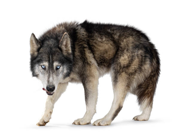 istock American Wolfdog on white background 2178365354