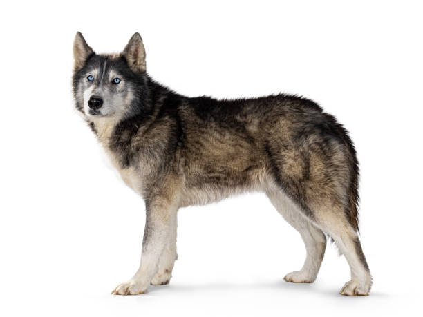 istock American Wolfdog on white background 2178365397