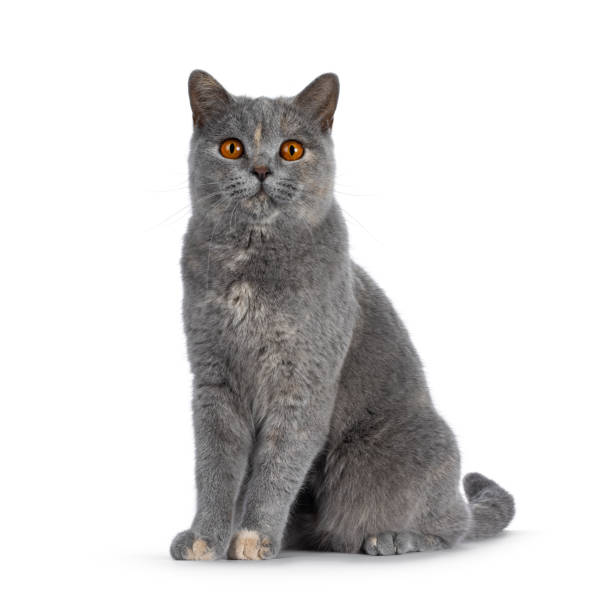 istock British Shorthair cat on white background 2178365662