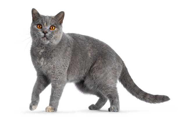 istock British Shorthair cat on white background 2178365688
