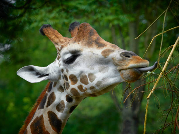 istock Detail of a giraffe which is eating 2178366157