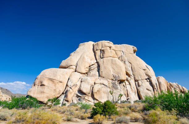 istock joshua tree with rocks in Joshua tree national park 2178366402
