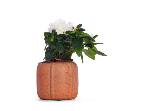 Books and small green decorative bush in ornamental plant pot