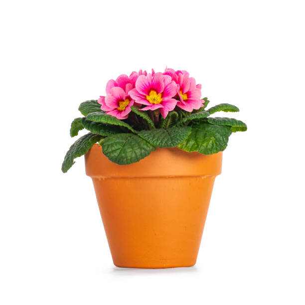 Side view of blooming pink Primula Vulgaris plant in terracotta pot. Isolated on a white background.