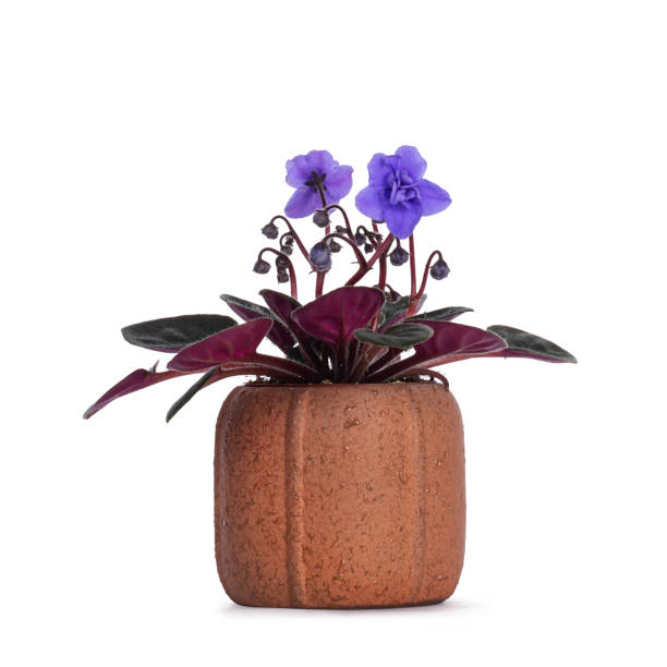 Blooming plant in pot on white background