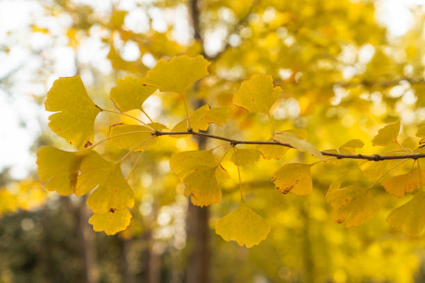 istock Bright yellow leaves of the ginkgo tree 2178368792