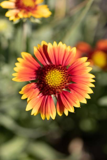 istock Gaillardia. Blanket Flower. Family Asteraceae 2178369113