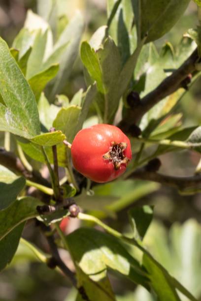istock Crataegus monogyna fruits. Hawthorn Berries 2178369117