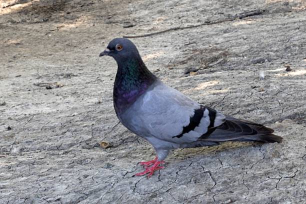 istock A Beautiful and Graceful Pigeon Walks in the Park 2178369129