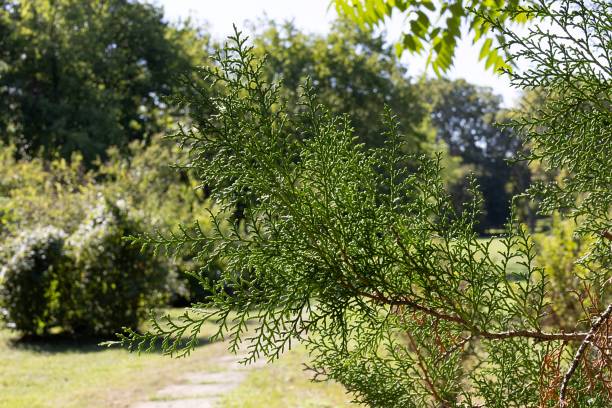 istock Thuja Orientalis. Tree Garden Nature 2178369144