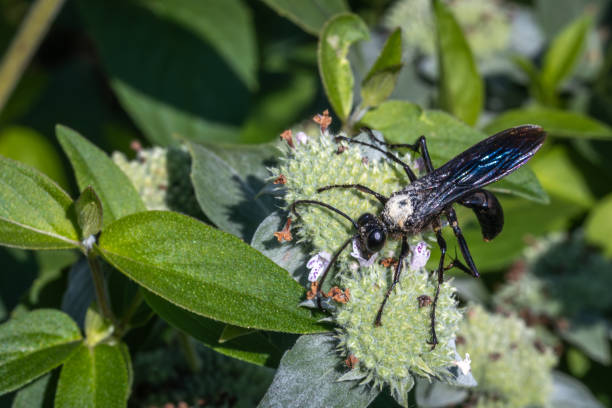 istock Great Black Wasp, (Sphex pensylvanicus), Grand sphex noir. 2178370461