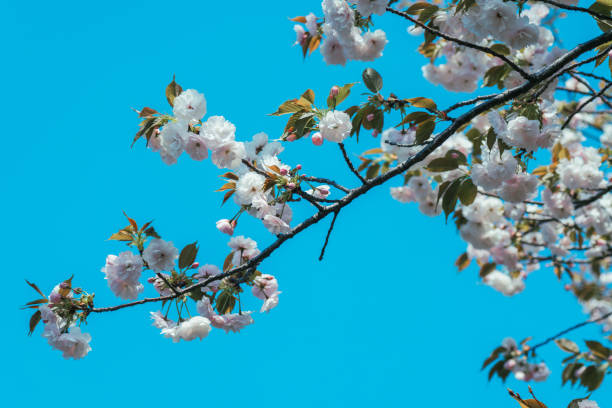 Cherry blossoms blooming at a park in Tokyo.