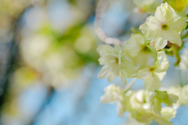 Cherry blossoms blooming at a park in Tokyo.