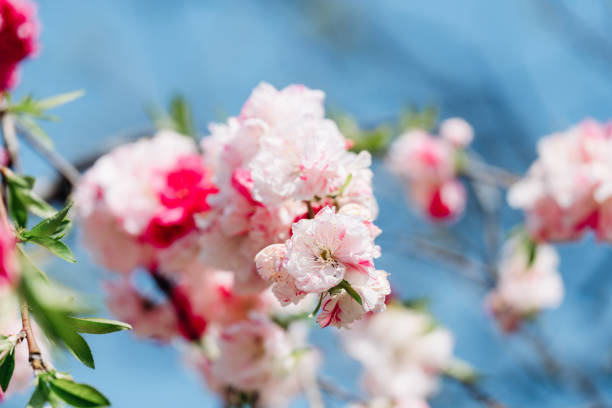 Cherry blossoms blooming at a park in Tokyo.