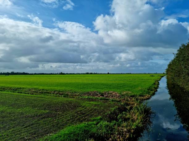 View of meadow in the Groene Hart in the Benschopper Molenvliet, Staatsbosbeheer.